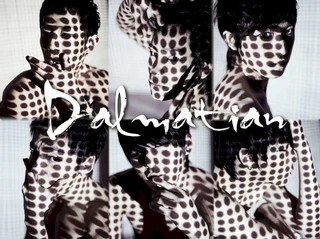 Dalmatian